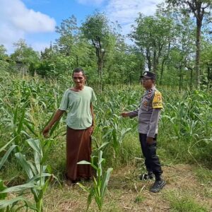 Pemanfaatan Lahan Kosong untuk Ketahanan Pangan di Dusun Pewaringan, Sekotong