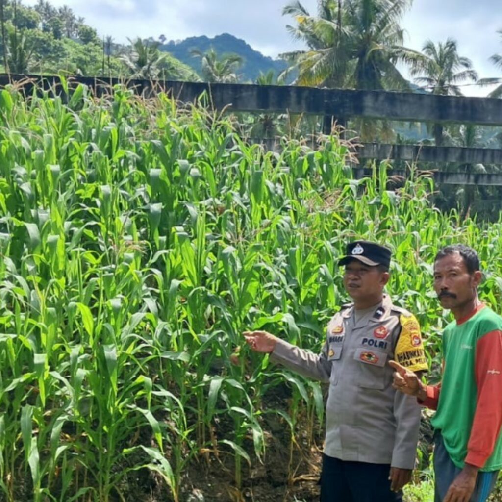 Ketahanan Pangan Dimulai dari Desa: Bhabinkamtibmas Pelangan Dampingi Warga Bertani