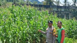 Ketahanan Pangan Dimulai dari Desa: Bhabinkamtibmas Pelangan Dampingi Warga Bertani