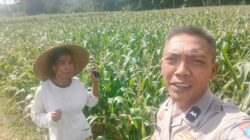 Pemanfaatan Pekarangan Dorong Ketahanan Pangan di Desa Kuripan