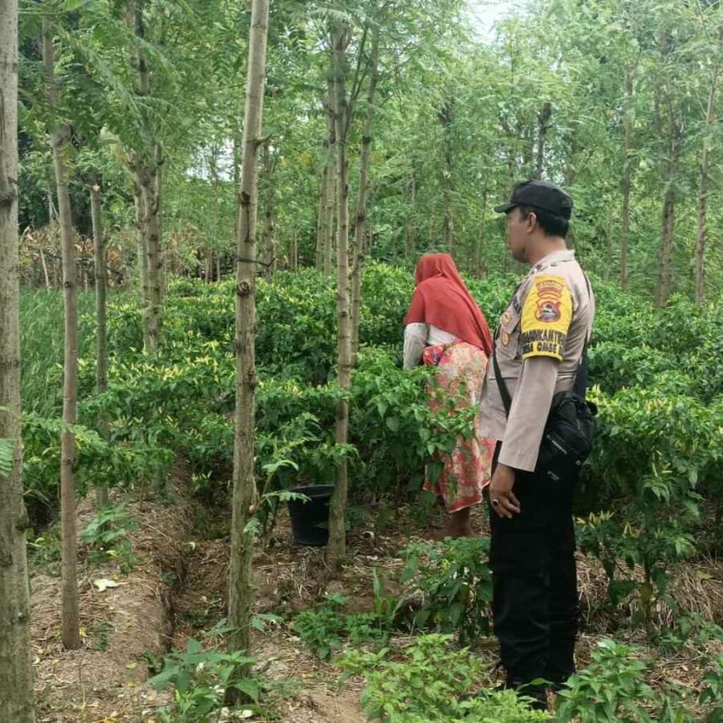 Panen Cabai di Desa Ombe Baru: Polri Dukung Swasembada Pangan Nasional