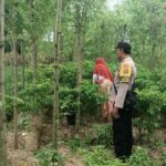 Panen Cabai di Desa Ombe Baru: Polri Dukung Swasembada Pangan Nasional