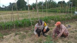Bhabinkamtibmas Kuripan Ajak Warga Kembangkan Pertanian Keluarga untuk Ketahanan Pangan