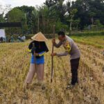 Polsek Kuripan Dukung Petani Jagung Kuripan Utara Tingkatkan Ketahanan Pangan