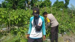 Ketahanan Pangan Diperkuat, Bhabinkamtibmas Gandeng Petani Jagaraga