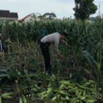 Bhabinkamtibmas Labuapi Dorong Optimalisasi Lahan Demi Ketahanan Pangan