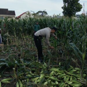 Bhabinkamtibmas Labuapi Dorong Optimalisasi Lahan Demi Ketahanan Pangan