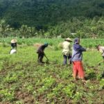 Pemanfaatan Pekarangan Dorong Ketahanan Pangan di Desa Kuripan