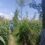 Bhabinkamtibmas Desa Beleka Dampingi Petani Jagung Jelang Panen