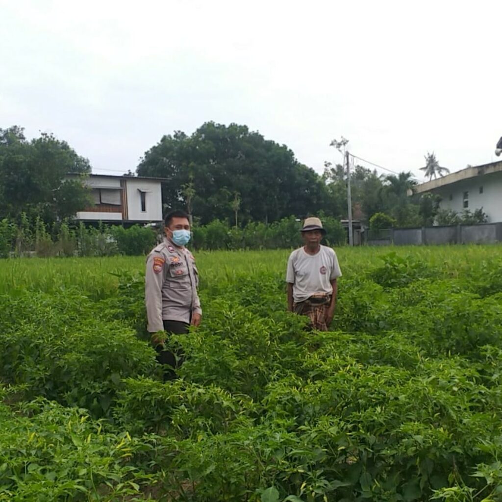 Polsek Kuripan Dorong Ketahanan Pangan dari Pekarangan Warga Jagaraga