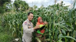 Pekarangan Produktif, Desa Aman: Inisiatif Ketahanan Pangan Bhabinkamtibmas Labuapi