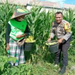 Bhabinkamtibmas Desa Bagik Polak Barat Dorong Warga Tanam Pangan