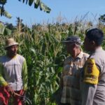 Bhabinkamtibmas Banyumulek Kawal Ketahanan Pangan Lewat Budidaya Jagung