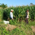 Bhabinkamtibmas Tarusa  Dukung Ketahanan Pangan Nasional Melalui Program Sambang dan Pengecekan Lahan Produktif