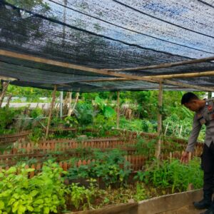 Bhabinkamtibmas Desa Bangkat Monteh Dampingi Warga Tanam Pekarangan Bergizi Dukung Program Swasembada Pangan