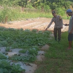 BHABINKAMTIBMAS DESA BELO DAMPINGI WARGA TANAM SAYURAN DUKUNG SWASEMBADA PANGAN