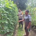 Wujudkan Ketahanan Pangan, Bhabinkamtibmas dan Warga Desa Luk Ubah Pekarangan Jadi Kebun Produktif