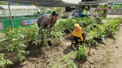 Bhabinkamtibmas Desa Sekongkang Atas Dampingi Warga Kelola Pekarangan Pangan Bergizi