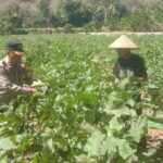 Wujudkan Ketahanan Pangan, Bhabinkamtibmas dan Warga Desa Rhee Ubah Pekarangan Kosong Jadi Kebun Sayur