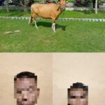 Dua Orang Pria Pelaku Pencurian Seekor Sapi Berhasil Diamankan oleh Personel Polsek Lunyuk