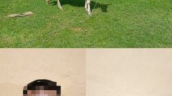 Dua Orang Pria Pelaku Pencurian Seekor Sapi Berhasil Diamankan oleh Personel Polsek Lunyuk