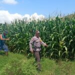 Bhabinkamtibmas Desa Tarusa Tinjau Lahan Jagung Warga, Ajak Masyarakat Dukung Ketahanan Pangan