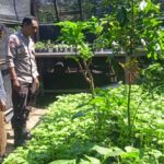 Bhabinkamtibmas Desa Tongo Dampingi Kegiatan Pengelolaan Pekarangan Pangan Bergizi