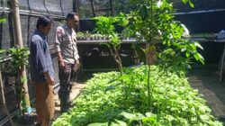 Bhabinkamtibmas Desa Tongo Dampingi Kegiatan Pengelolaan Pekarangan Pangan Bergizi