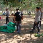 Polsek Wawo Bubarkan Kegiatan Perjudian Sabung Ayam dan Bola Adil di Desa Kambilo
