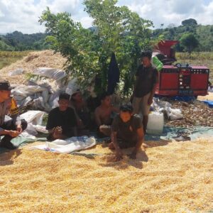 Bhabinkamtibmas Desa Talonang Baru Dampingi Panen dan Penjemuran Jagung Tahap II