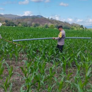 Bhabinkamtibmas Desa Ta’a Laksanakan Pemantauan Lahan Pertanian Warga, Dukung Program Ketahanan Pangan