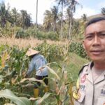 Bhabinkamtibmas Desa Batu Putih Dorong Petani Tibu Baru Optimalkan Lahan Produktif
