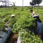 Polsek Kuripan Dampingi Petani Cabai di Kuripan Utara Wujudkan Ketahanan Pangan