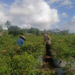Bhabinkamtibmas Dampingi Panen Cabai di Kuripan Utara, Dukung Ketahanan Pangan Nasional