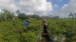 Polri Dampingi Petani Panen Cabai di Kuripan Utara, Dukung Ketahanan Pangan Lokal