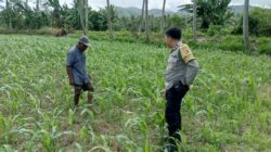 Jagung dan Keamanan: Bhabinkamtibmas Cendi Manik Turun ke Lahan