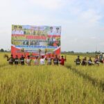 Kapolda Kalteng dan Gubernur Panen Raya Padi di Kapuas, Wujud Dukungan terhadap Ketahanan Pangan
