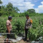 Polres Sumbawa Dukung Ketahanan Pangan Melalui Sambang Desa