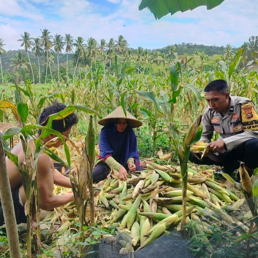 Polisi Sambangi Petani Jagung di Eyat Mayang Lembar, Dorong Ketahanan Pangan Lokal