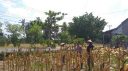 Panen Jagung Hibrida di Desa Kuripan Timur: Polri Turun Langsung Dukung Petani