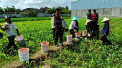Polres Lombok Barat Dukung Swasembada Pangan Lewat Patroli Jagung di Desa Gerung