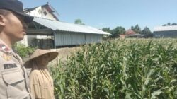 Sinergi Polri dan Petani di Desa Labuapi untuk Perkuat Ketahanan Pangan Nasional