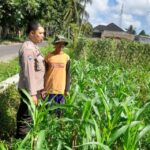Polsek Kediri Dukung Petani Jagung Desa Gelogor untuk Wujudkan Ketahanan Pangan