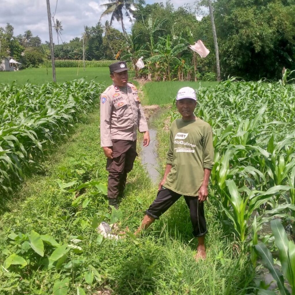 Jagung Jadi Alternatif Pangan di Desa Jagaraga, Bhabinkamtibmas Jadi Penggerak