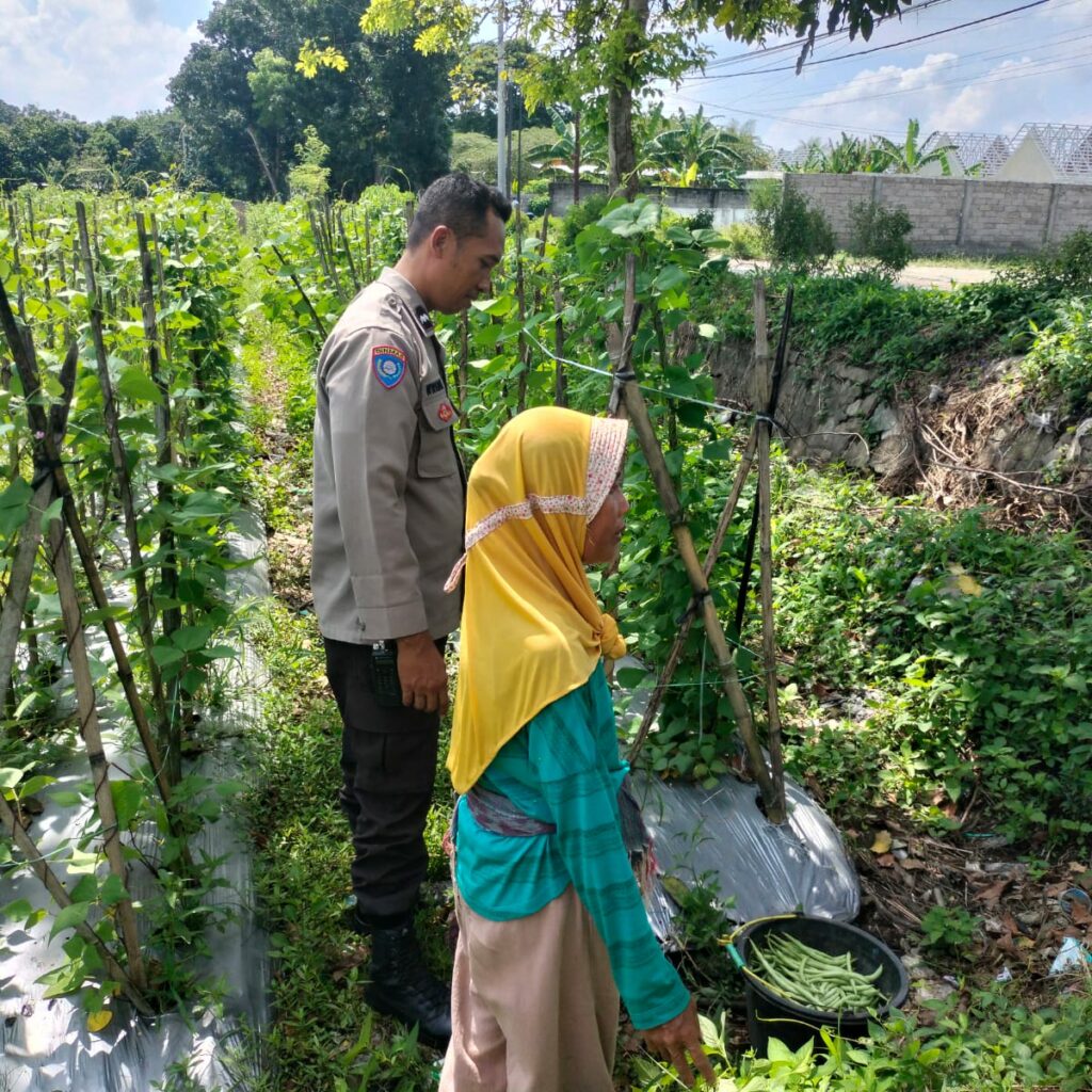 Ketahanan Pangan Diperkuat, Bhabinkamtibmas Desa Labuapi Ajak Warga Produktif