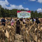 Polsek Sekotong Gelar Panen Raya Jagung Serentak di Desa Pelangan