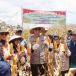 Polres Bima Kota Gelar Panen Raya Jagung Serentak Kuartal III di Desa Pesa, Wawo