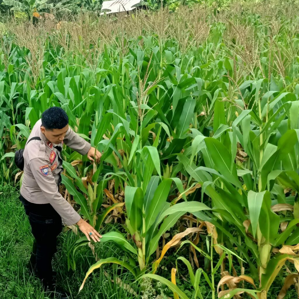 Bhabinkamtibmas Kuripan Selatan Dorong Optimalisasi Pertanian Jagung ke Bulog