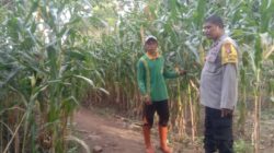 BHABINKAMTIBMAS SIMPASAI TINJAU LAHAN JAGUNG JELANG PANEN