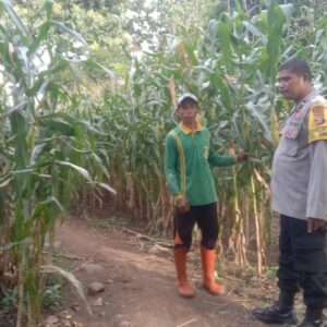 BHABINKAMTIBMAS SIMPASAI TINJAU LAHAN JAGUNG JELANG PANEN